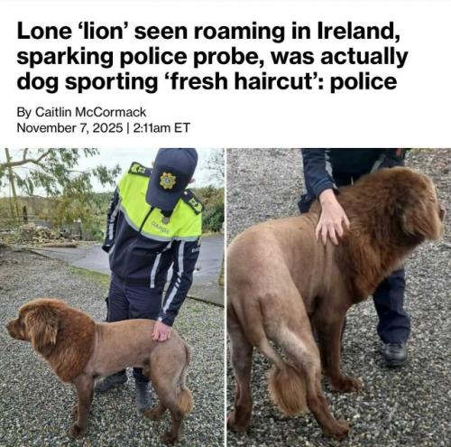 В Ирландии жители вызвали полицию, уверенные, что по округе шастает лев. 01
