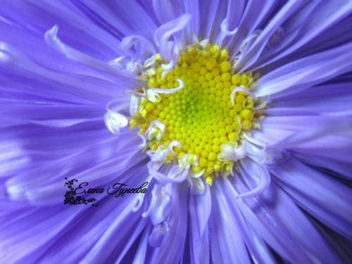 Сегодня мой новый разборцветовотеленыгуреевой посвящен такому казалось бы простому цветку как астра. 05 Сегодня мой новый разборцветовотеленыгуреевой посвящен такому казалось бы простому цветку как астра. 05