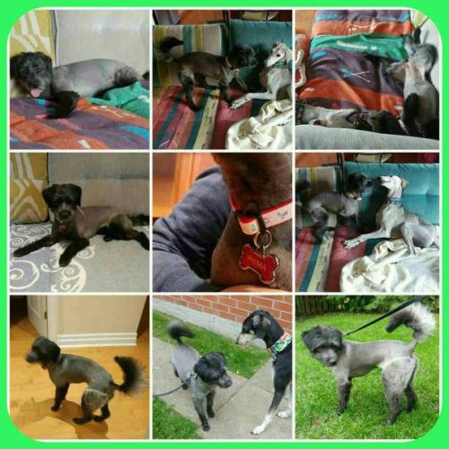 Рубрика истории_волонтеров - рассказы о волонтерах, которые самыми разными способами помогают животным в приютах / на улицах. 01 Рубрика истории_волонтеров - рассказы о волонтерах, которые самыми разными способами помогают животным в приютах / на улицах. 01