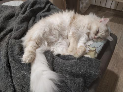 У нас радость, наша перси дома! 01