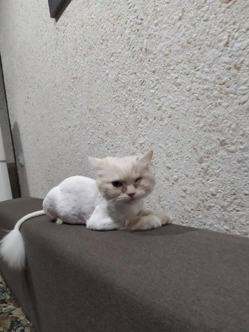 У нас радость, наша перси дома! 03