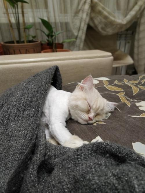 У нас радость, наша перси дома! 02