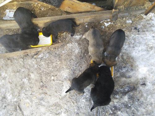 Лучший друг для добрых рук! 04 Лучший друг для добрых рук! 04