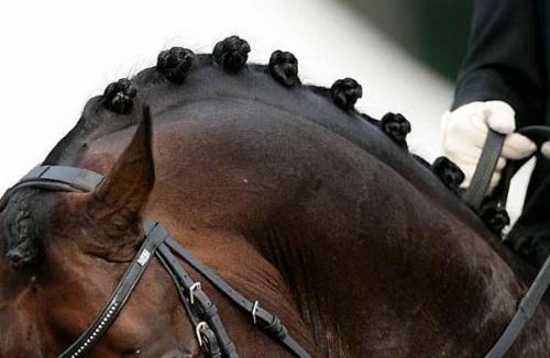 На соревнованиях, торжествах и различных мероприятиях очень красиво смотрятся заплетенные грива и хвост лошади. 04