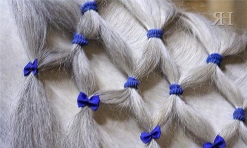 На соревнованиях, торжествах и различных мероприятиях очень красиво смотрятся заплетенные грива и хвост лошади. 05