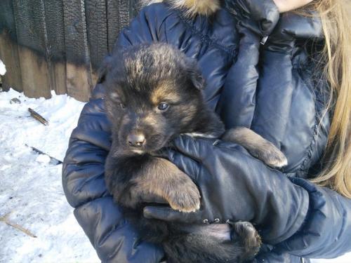 Лучший друг для добрых рук! 01 Лучший друг для добрых рук! 01