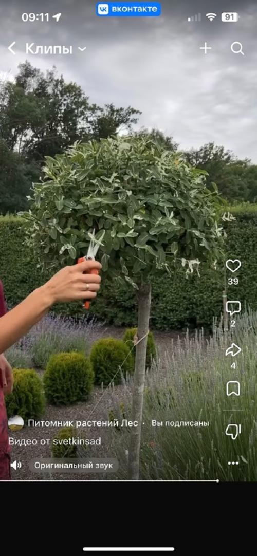 Видео нашла на просторах запрещенной социальной сети и хочу донести до вас одну мысль - не бойтесь стричь! 02