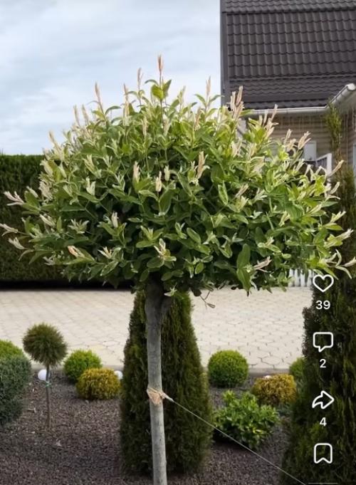 Видео нашла на просторах запрещенной социальной сети и хочу донести до вас одну мысль - не бойтесь стричь! 03