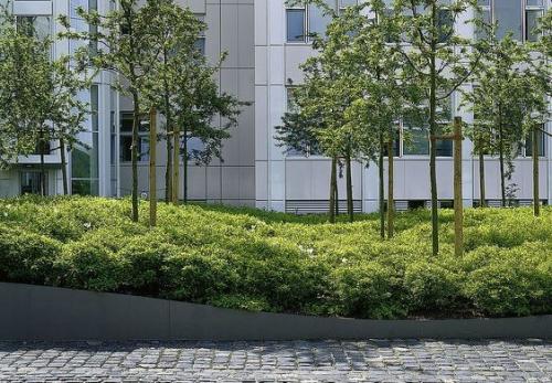 Модный прием: посадка растений массивами. 01 Модный прием: посадка растений массивами. 01