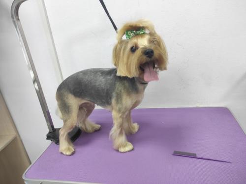 Не знаете какую прическу выбрать вашей собачке? 02