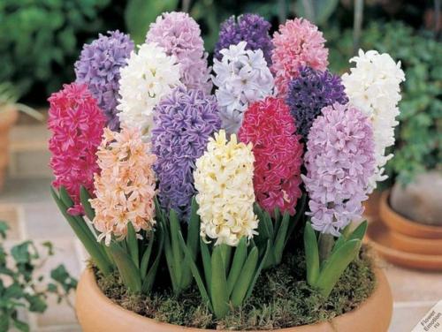 В диком виде гиацинт восточный (Hyacinthus Orientate) рос на Балканах, в малой Азии и месопотамии. 04 В диком виде гиацинт восточный (Hyacinthus Orientate) рос на Балканах, в малой Азии и месопотамии. 04