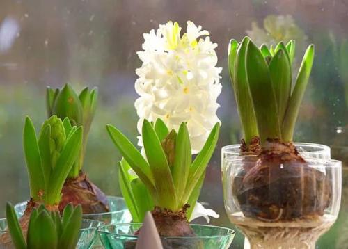 В диком виде гиацинт восточный (Hyacinthus Orientate) рос на Балканах, в малой Азии и месопотамии. 02 В диком виде гиацинт восточный (Hyacinthus Orientate) рос на Балканах, в малой Азии и месопотамии. 02
