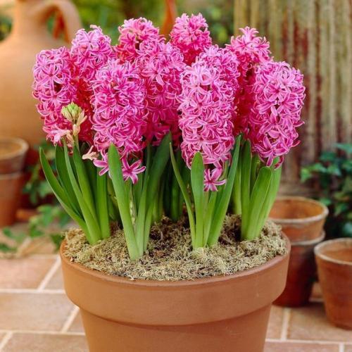 В диком виде гиацинт восточный (Hyacinthus Orientate) рос на Балканах, в малой Азии и месопотамии. 03 В диком виде гиацинт восточный (Hyacinthus Orientate) рос на Балканах, в малой Азии и месопотамии. 03