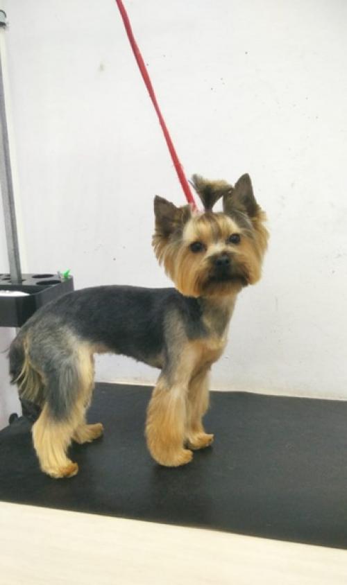 Не знаете какую прическу выбрать вашей собачке? 01