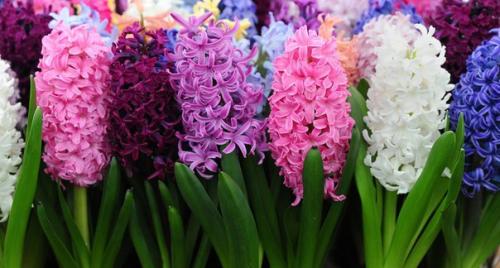 В диком виде гиацинт восточный (Hyacinthus Orientate) рос на Балканах, в малой Азии и месопотамии. 01 В диком виде гиацинт восточный (Hyacinthus Orientate) рос на Балканах, в малой Азии и месопотамии. 01