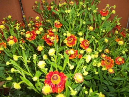 Сад в стиле кантри. 01 Сад в стиле кантри. 01