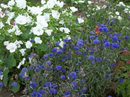 Сад в стиле кантри. 04 Сад в стиле кантри. 04