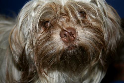 Помните, раньше почти в любом дворе каждая вторая уважающая себя бабулька держала болонку. 02 Помните, раньше почти в любом дворе каждая вторая уважающая себя бабулька держала болонку. 02