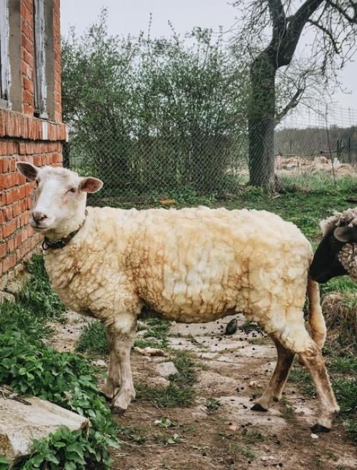 Ну все, девчонки все лысые. 04