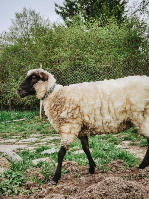 Ну все, девчонки все лысые. 03