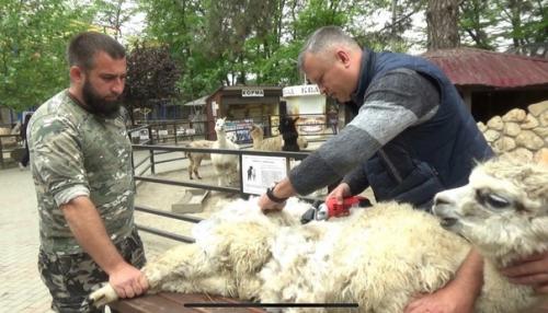 В бахчисарайском парке миниатюр открыли весенне-летний сезон стрижкой стада альпака. 01