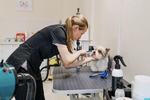 Пушистые SPA в тренде. 01 Пушистые SPA в тренде. 01