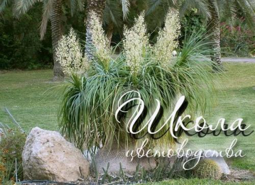 Сырье для сомбреро. 01