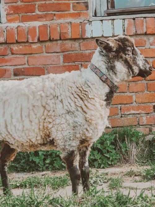 Ну все, девчонки все лысые. 02