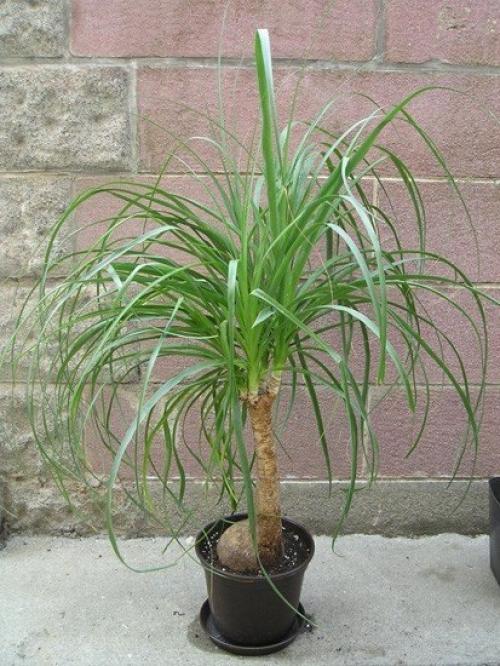 Сырье для сомбреро. 02