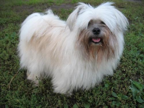 Помните, раньше почти в любом дворе каждая вторая уважающая себя бабулька держала болонку. 01 Помните, раньше почти в любом дворе каждая вторая уважающая себя бабулька держала болонку. 01