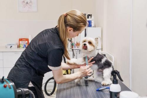 Пушистые SPA в тренде. 02 Пушистые SPA в тренде. 02