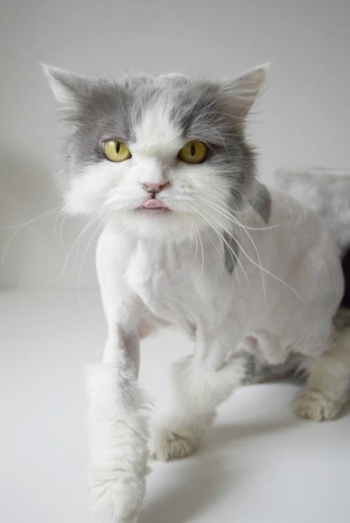 Зацените новую, модную стрижку бьюти? 03