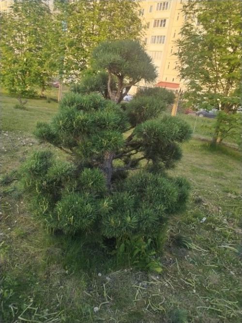 А вы уже сосны постригли? 01