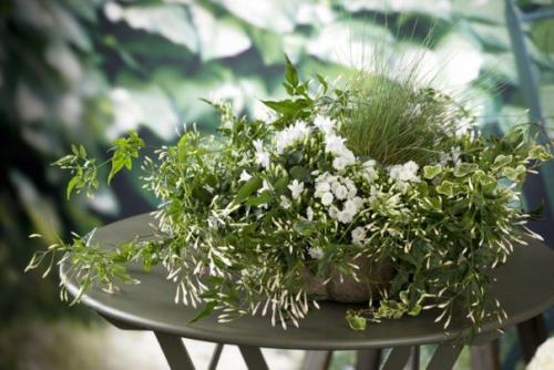 Комнатный жасмин - неземное совершенство? 05 Комнатный жасмин - неземное совершенство? 05