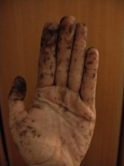 А вы уже сосны постригли? 02