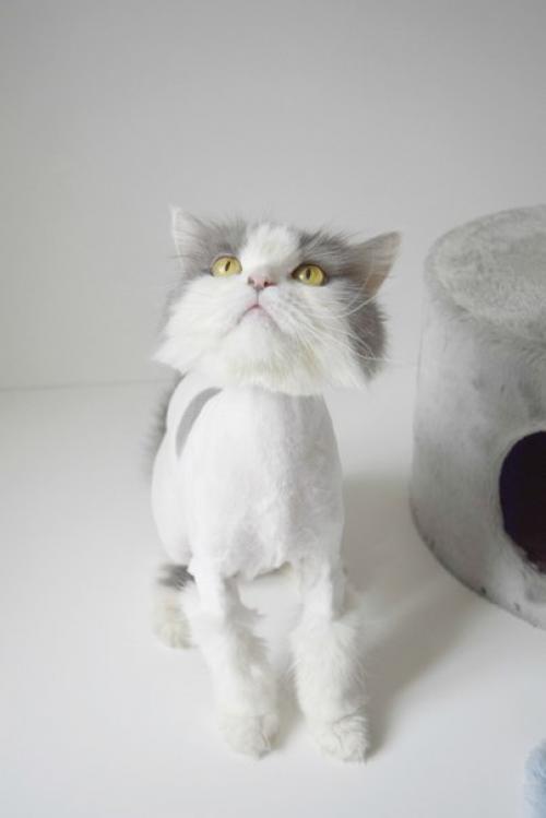 Зацените новую, модную стрижку бьюти? 04