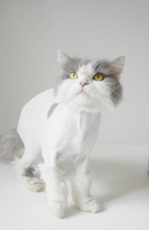 Зацените новую, модную стрижку бьюти? 05