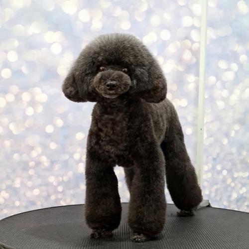 У пуделиных стрижек тоже есть модные тенденции. 01