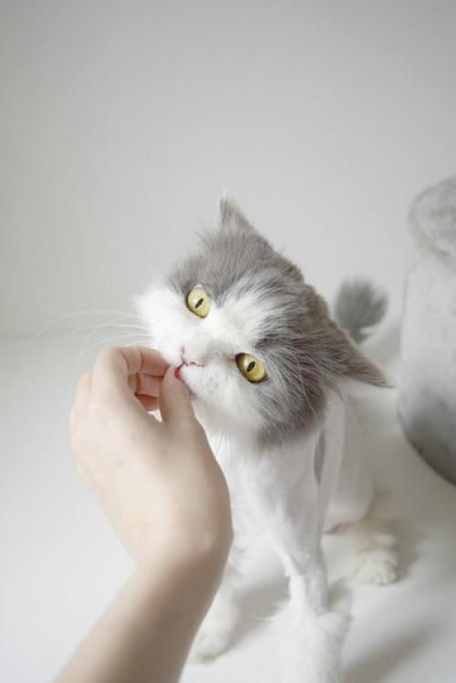 Зацените новую, модную стрижку бьюти? 01