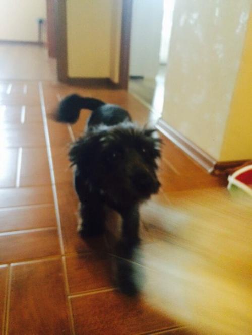 Мы устраиваем кастинг на лучшего хозяина для Мони? 07