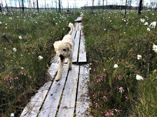 По мне так это вообще идеальная собачка. 07 По мне так это вообще идеальная собачка. 07