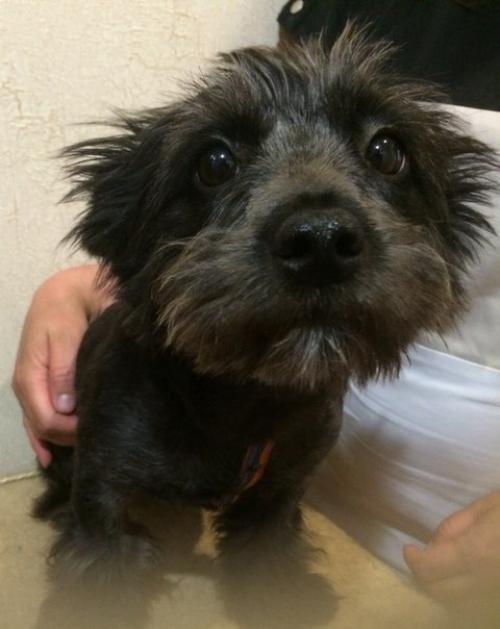 Мы устраиваем кастинг на лучшего хозяина для Мони? 03