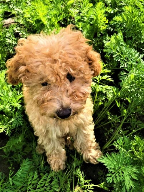 По мне так это вообще идеальная собачка. 02 По мне так это вообще идеальная собачка. 02