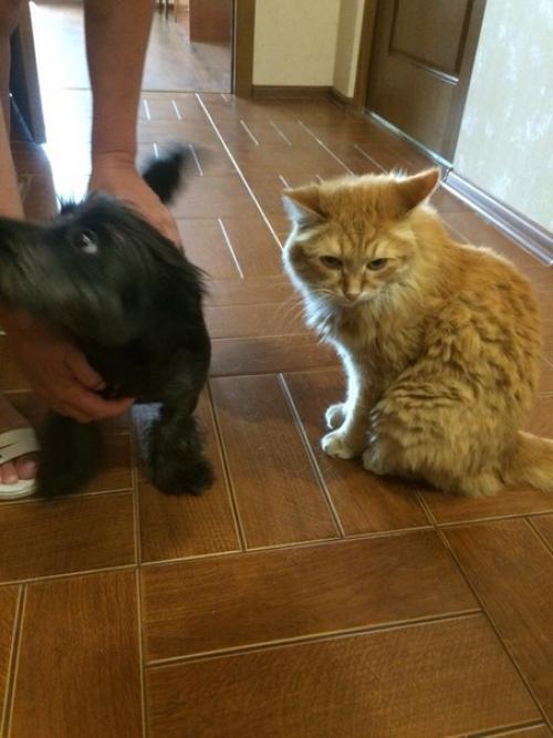 Мы устраиваем кастинг на лучшего хозяина для Мони? 04