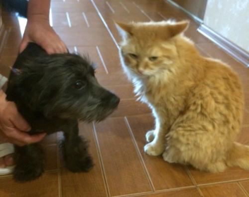 Мы устраиваем кастинг на лучшего хозяина для Мони? 05