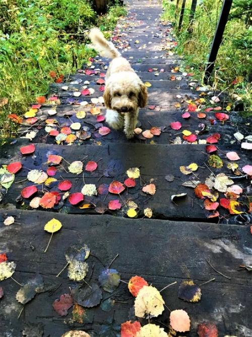 По мне так это вообще идеальная собачка. 05 По мне так это вообще идеальная собачка. 05