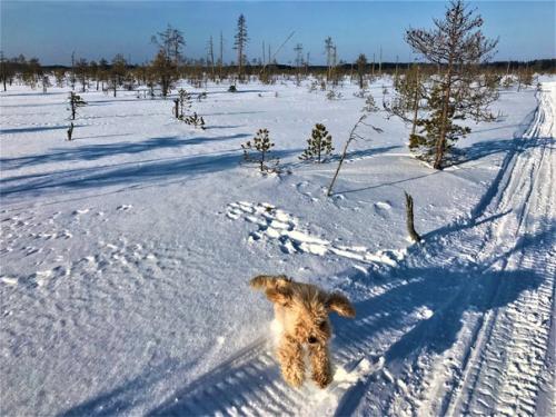 По мне так это вообще идеальная собачка. 06 По мне так это вообще идеальная собачка. 06