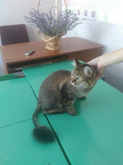 По ивано - франко напротив шайбы был найден котик. 01