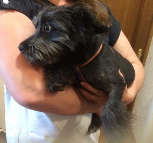 Мы устраиваем кастинг на лучшего хозяина для Мони? 02