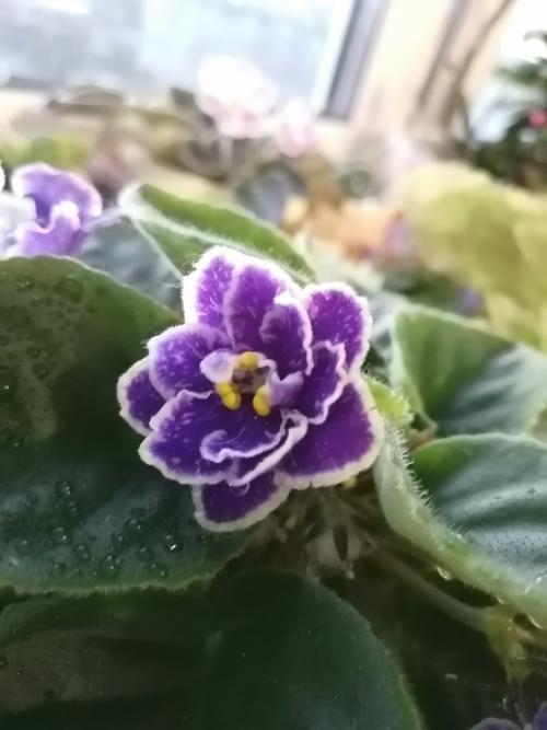 Опять зацветает безымяшка. 02